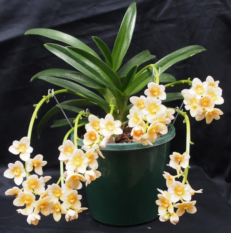 Sarcochilus Cliona - photo 2