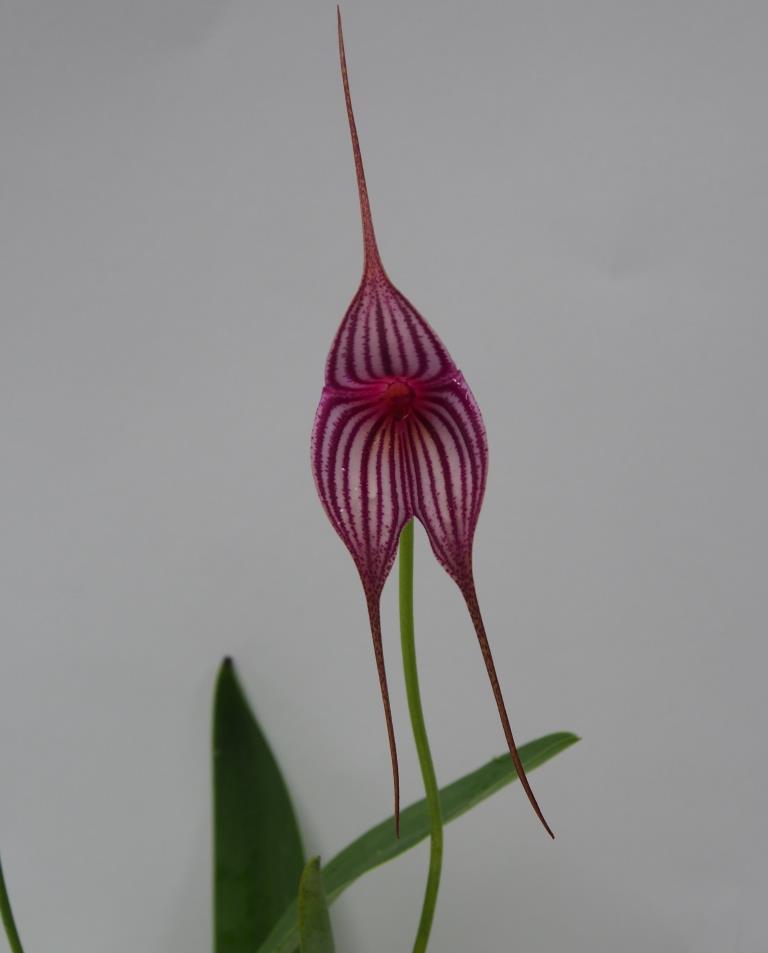 Masd Lightning Stripes