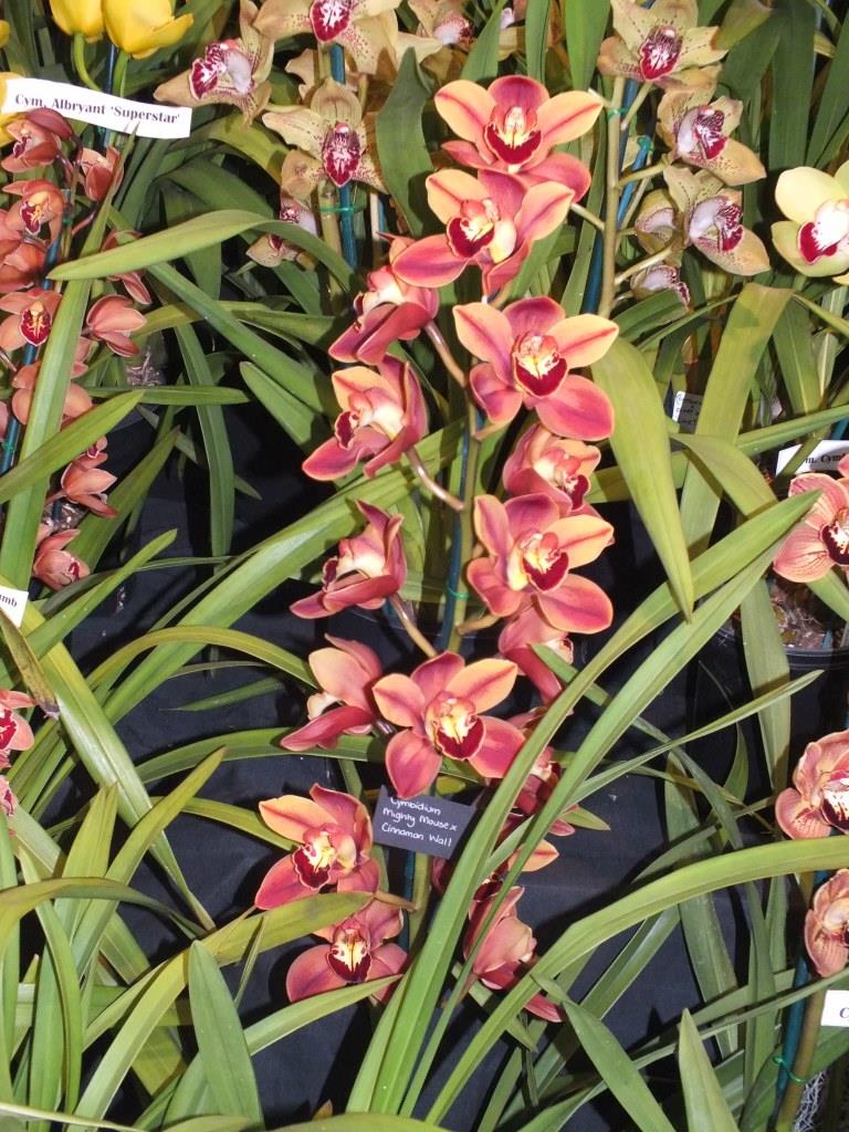 Cymbidium Mighty Mace - photo 2