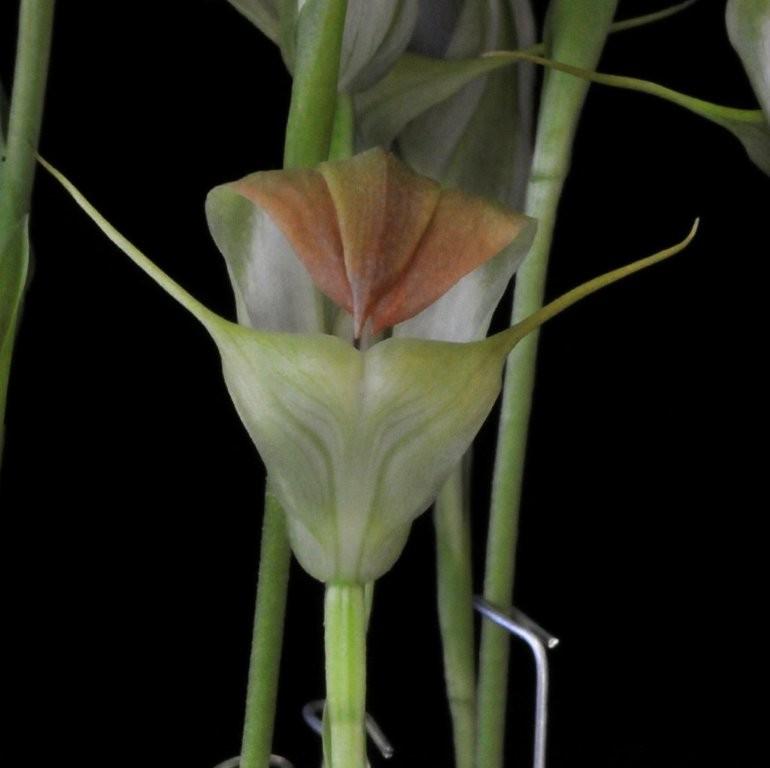 Pterostylis baptistii - AM/AOC