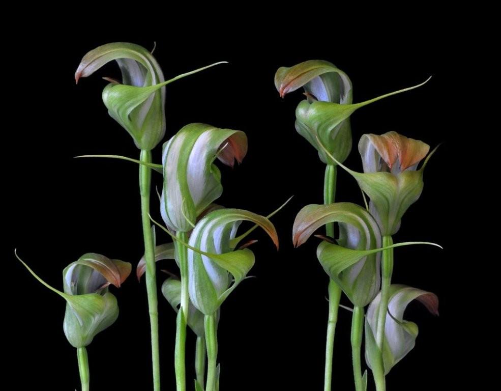 Pterostylis baptistii - photo 2