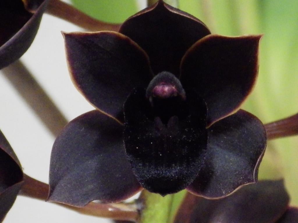 Cymbidium Hot Chocolate Royale