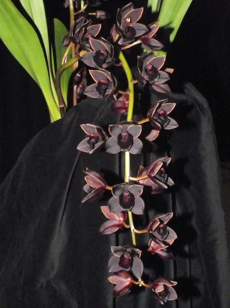 Cymbidium Hot Chocolate Royale - photo 2