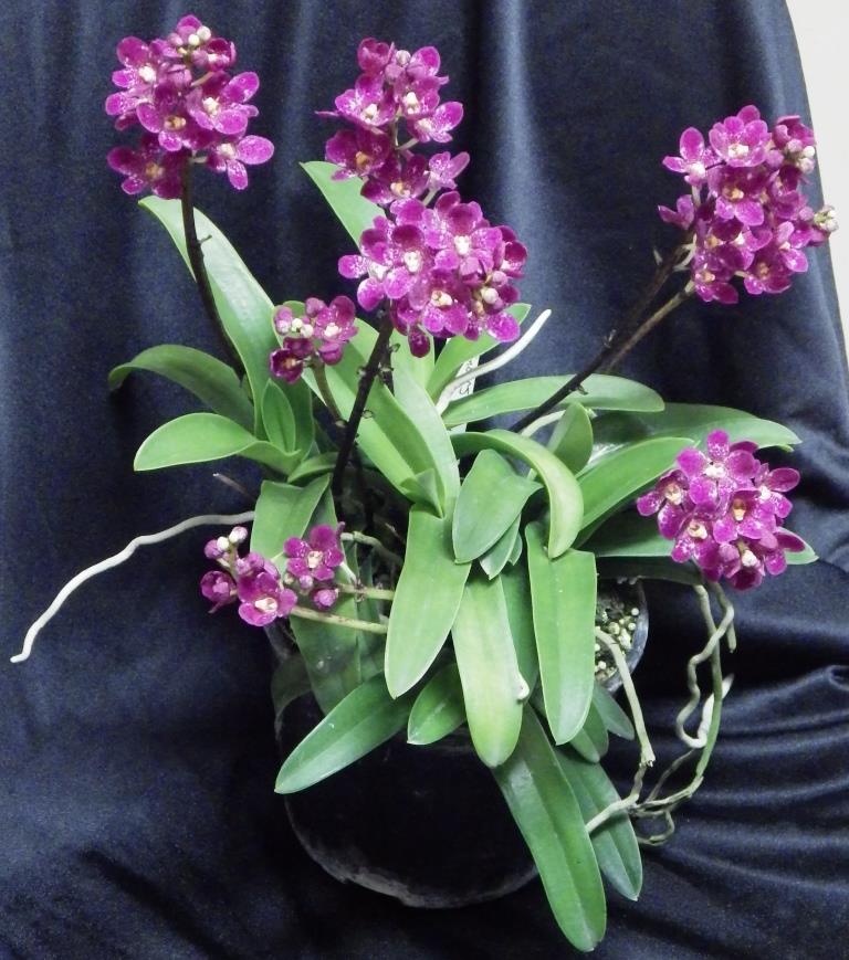 Sarcochilus Kulnura Sweetie - photo 2