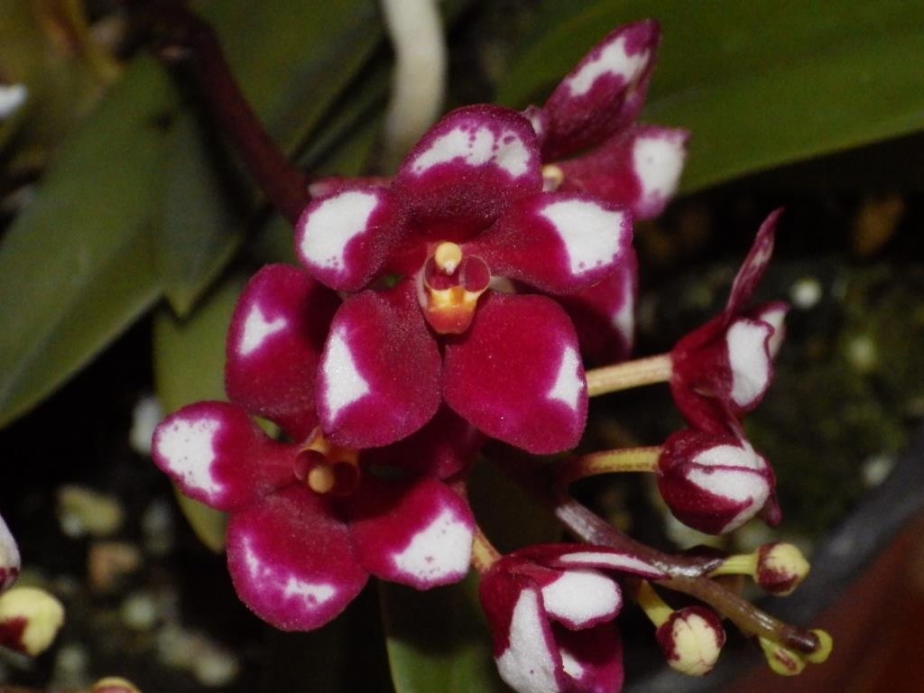 Sarcochilus Kulnura Spice - AM/AOC