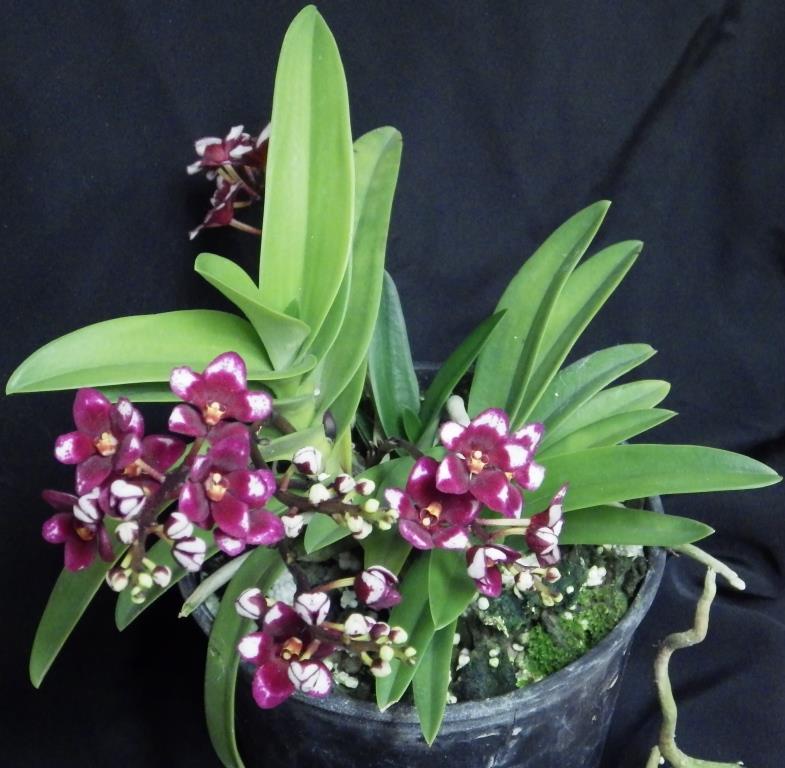 Sarcochilus Kulnura Spice - photo 2