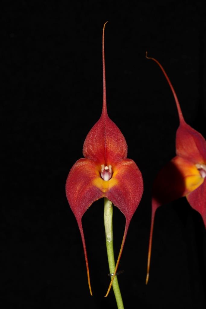 Masdevallia Rein Dancer - AM/AOC