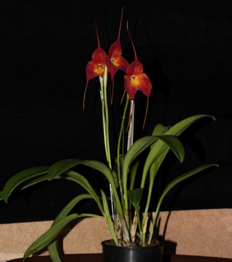 Masdevallia Rein Dancer - photo 2