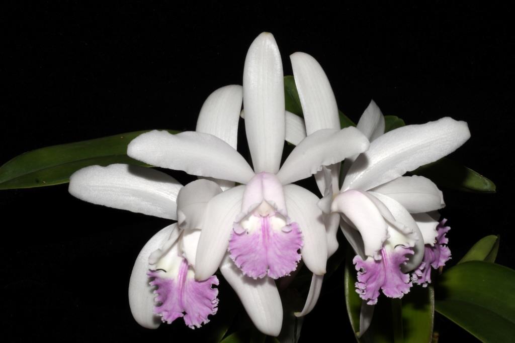 Cattleya intermedia