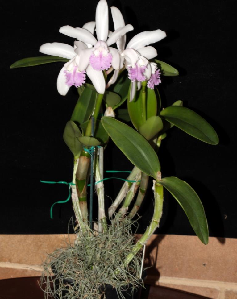 Cattleya intermedia - photo 2