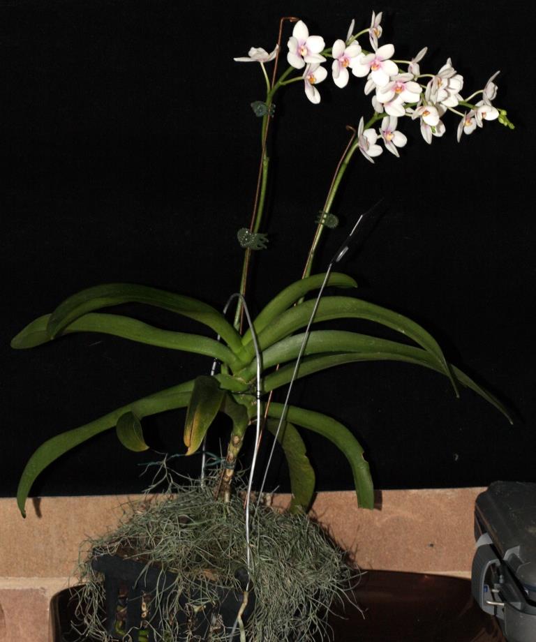 Sarcochopsis Noelene Russell - photo 2