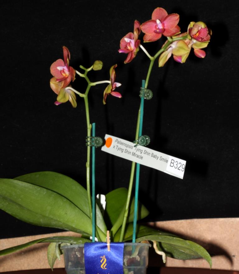 Phalaenopsis Dendi's Smile - photo 2