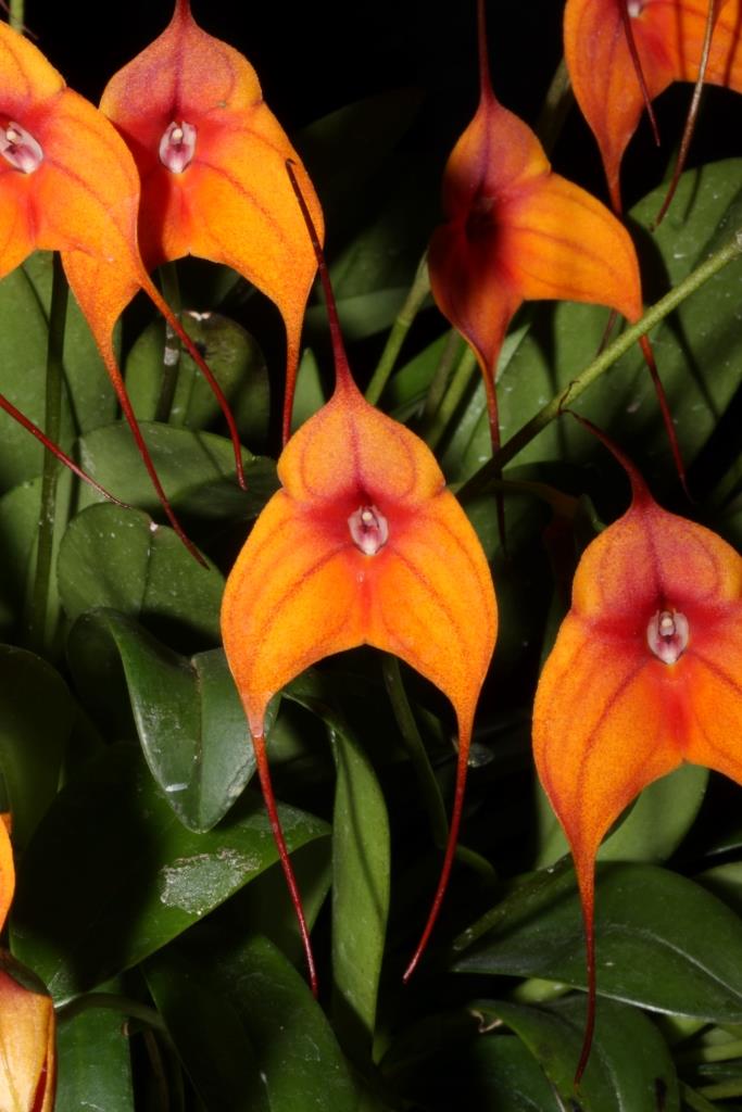 Masdevallia Copper Angel - photo 2
