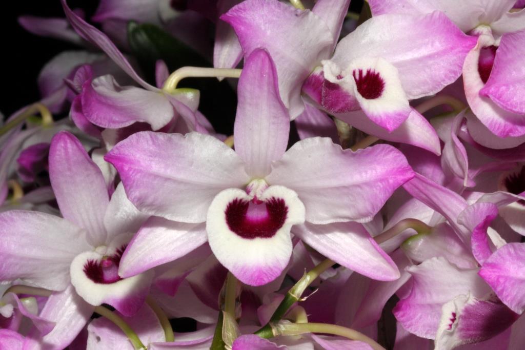 Dendrobium nobile
