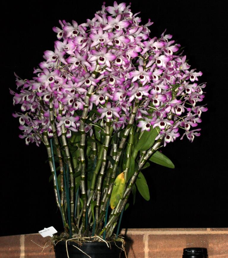 Dendrobium nobile - photo 2