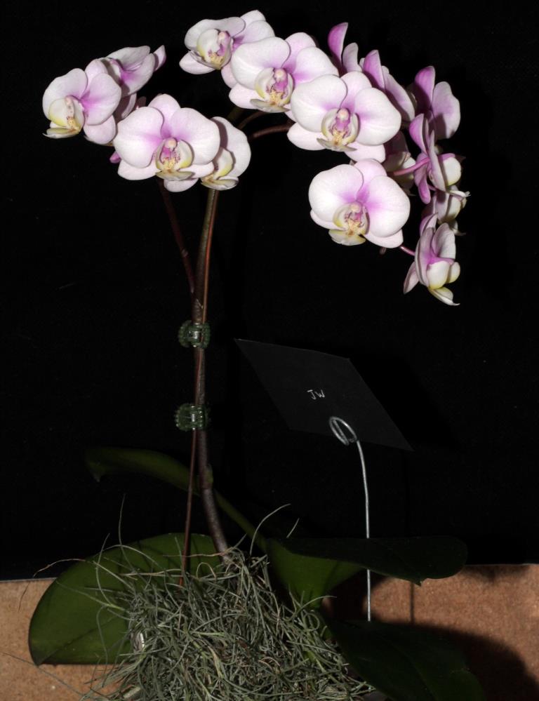Phalaenopsis Nobby's Amy - photo 2