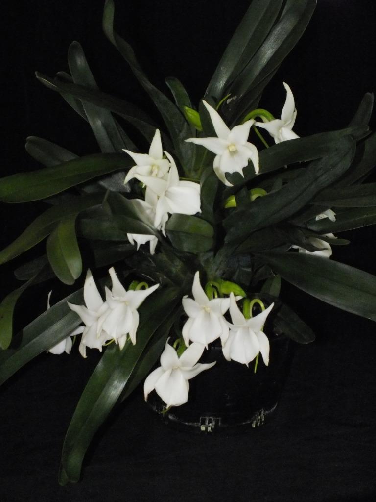 Angraecum magdalenae