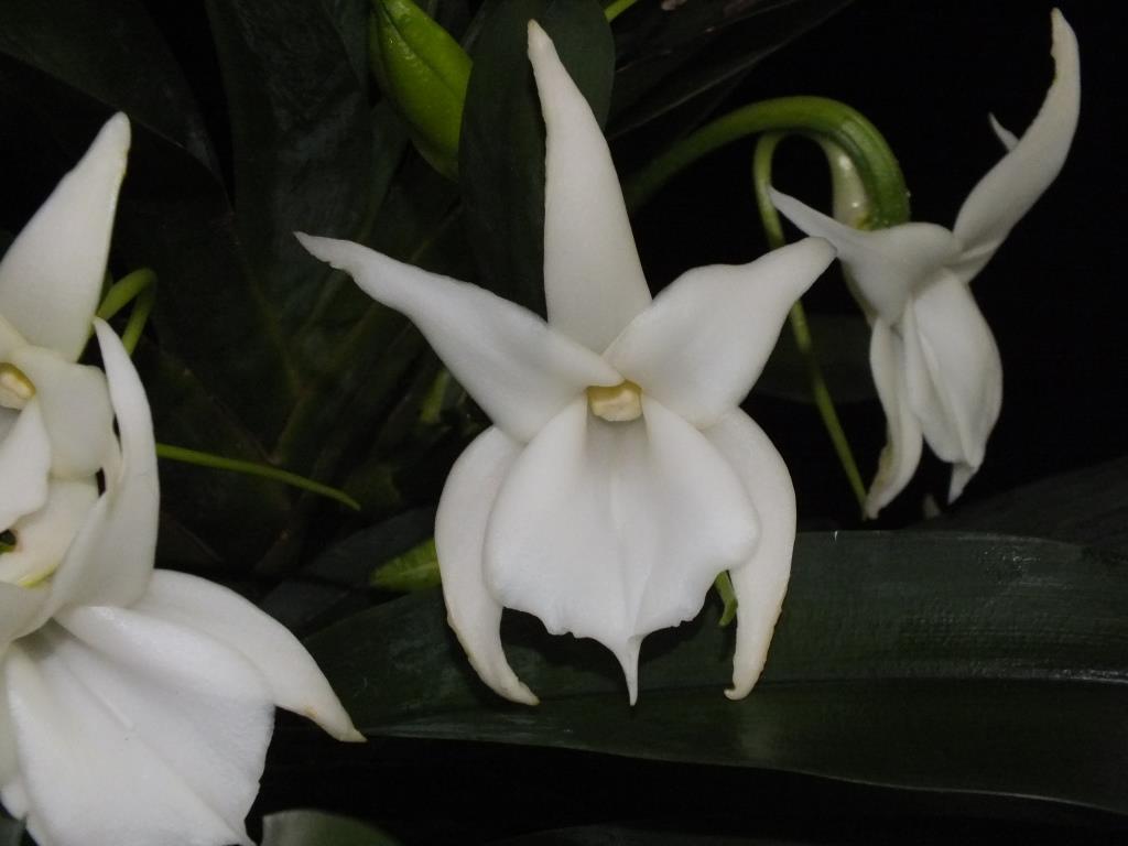 Angraecum magdalenae var. magdalenae - photo 2