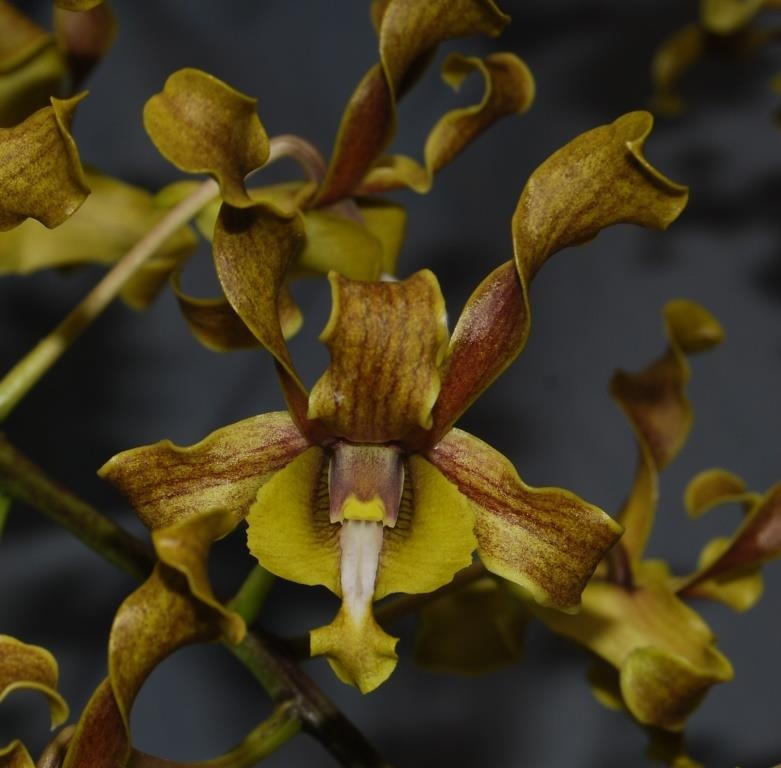 Den Alice's Jeff Boxsom