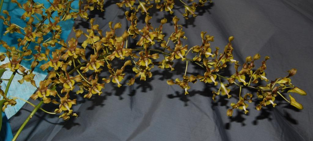 Dendrobium Alice's Jeff Boxsom - photo 2