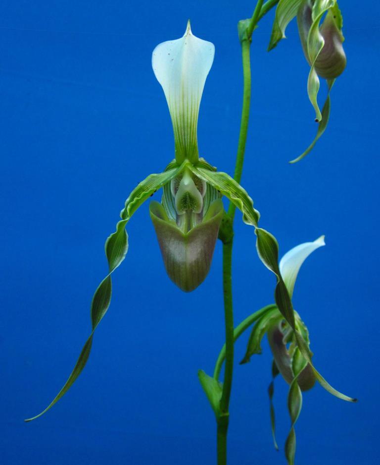 Paphiopedilum dianthum