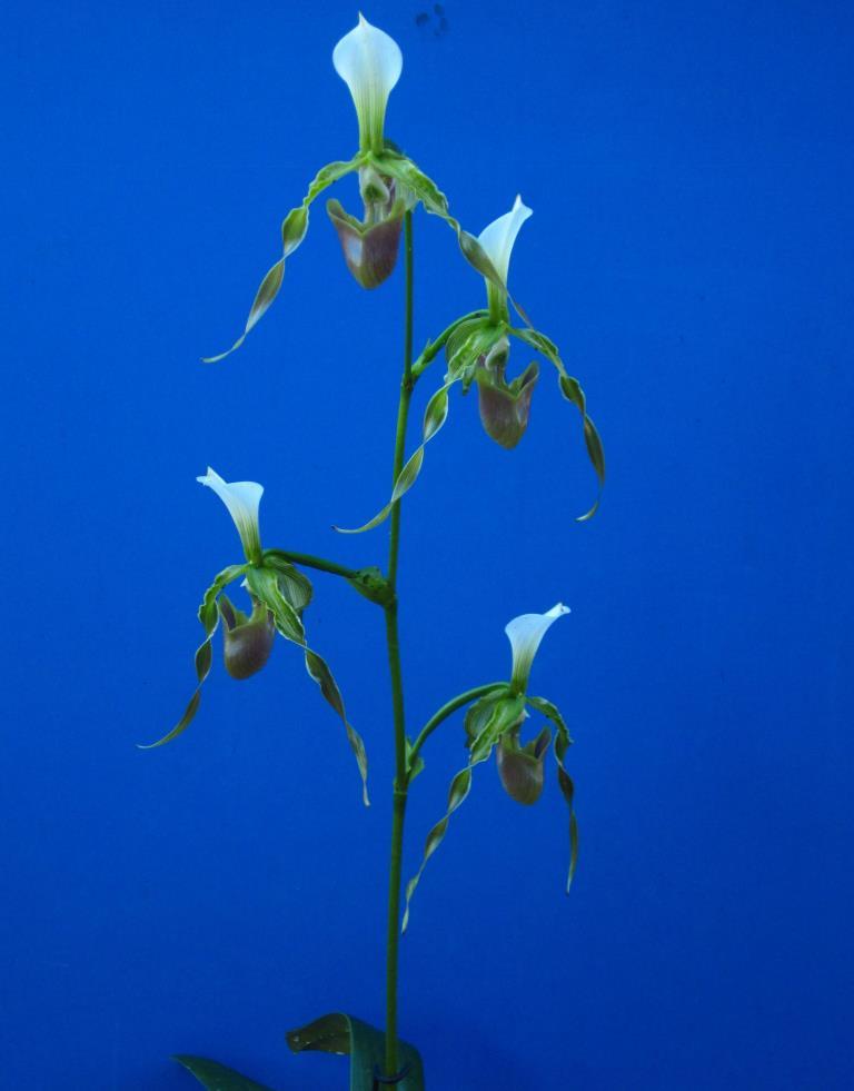 Paphiopedilum dianthum - photo 2