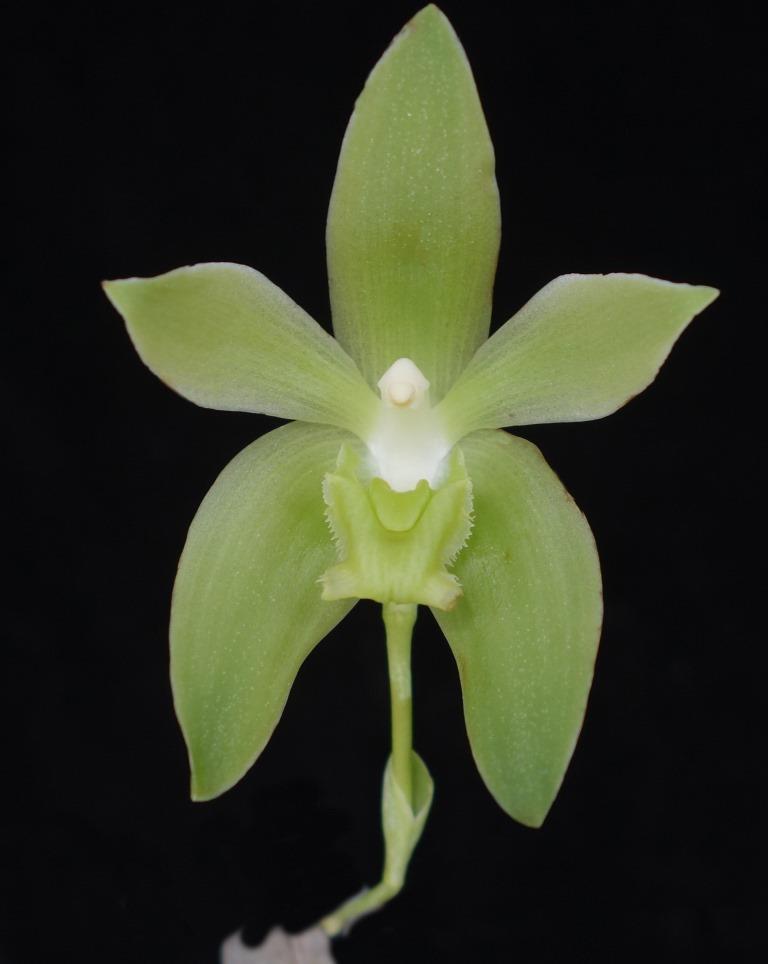 Sudamerlycaste dyeriana