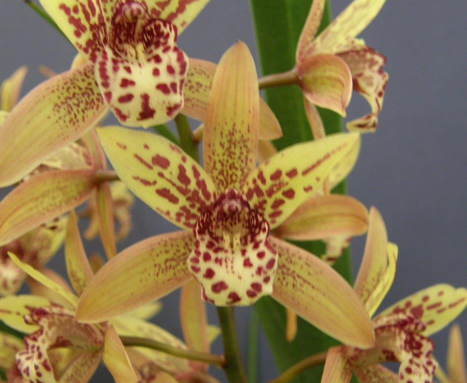 Cym Aussie Dreamtime