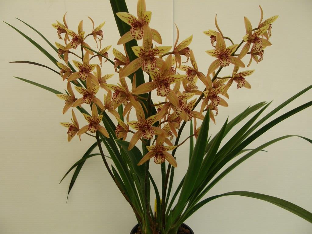 Cymbidium Aussie Dreamtime - photo 2