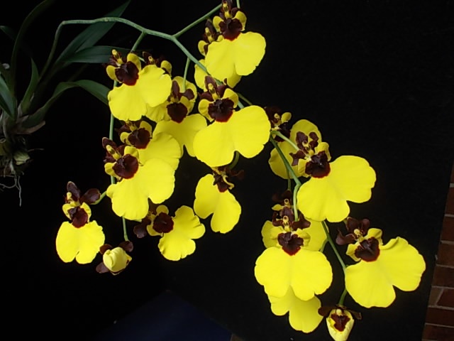 Gomesa varicosa - HCC/AOC