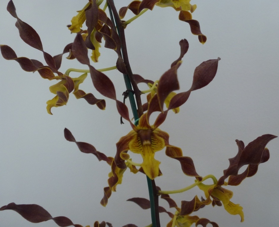 Dendrobium John's Charm - HCC/AOC