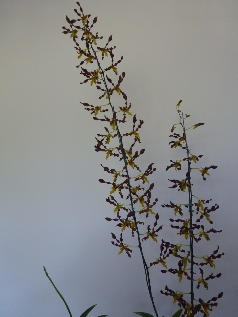 Dendrobium John's Charm - photo 2