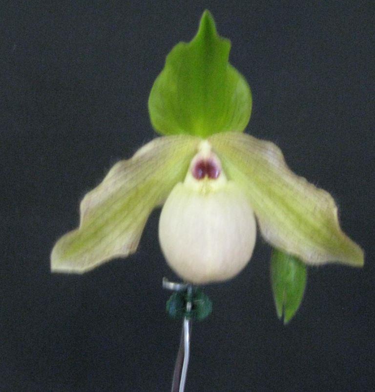 Paphiopedilum Guacamole