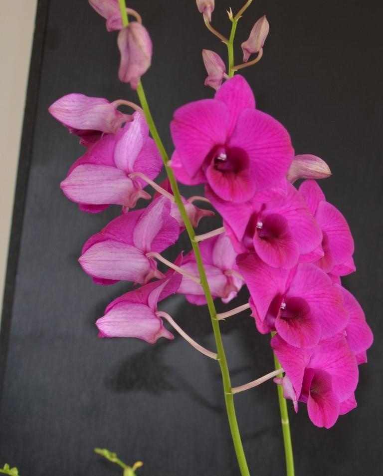 Dendrobium Dal?s Appeal - photo 2
