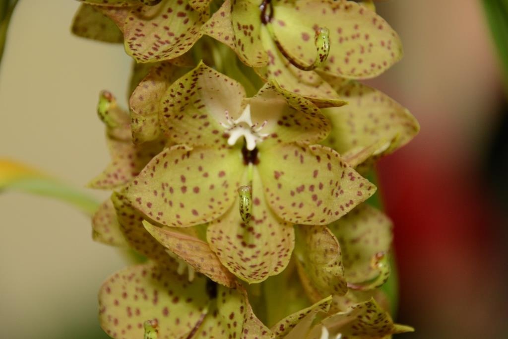 Cycnoches barthiorum - HCC/AOC
