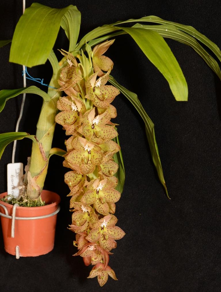 Cycnoches barthiorum - photo 2