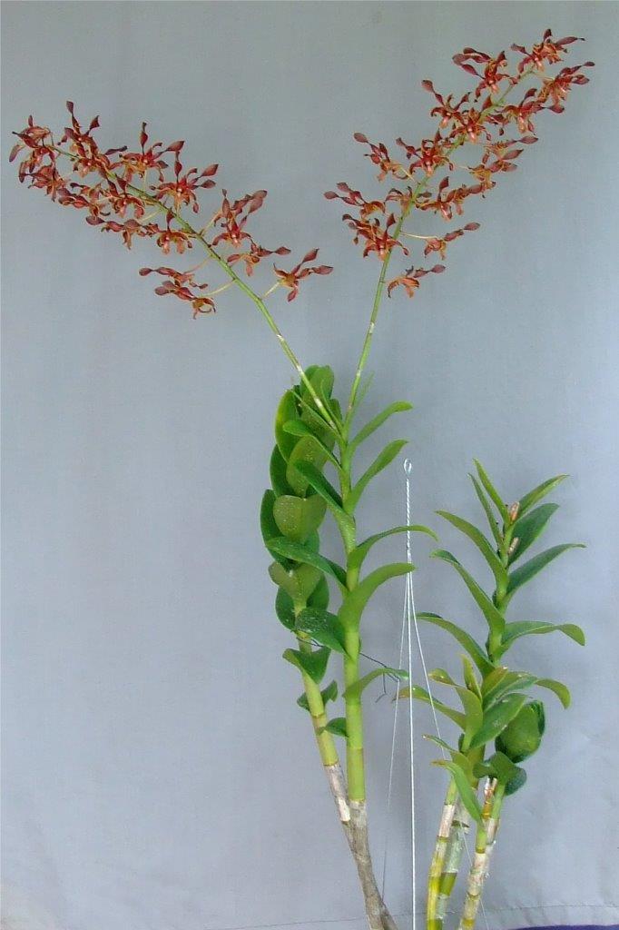 Dendrobium Jennifer Sng - photo 2