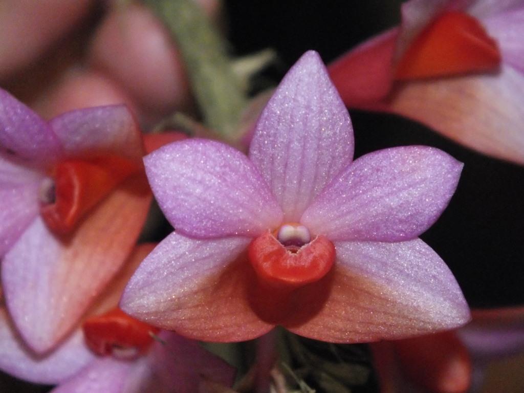 Dendrobium Hsinying Chrysopense - AM/AOC