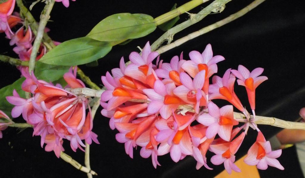 Den Hsinying Chrysopense