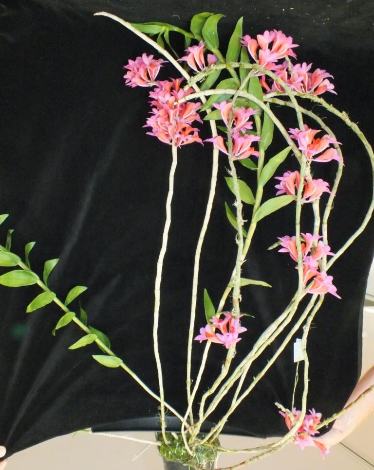Dendrobium Hsinying Chrysopense - photo 2