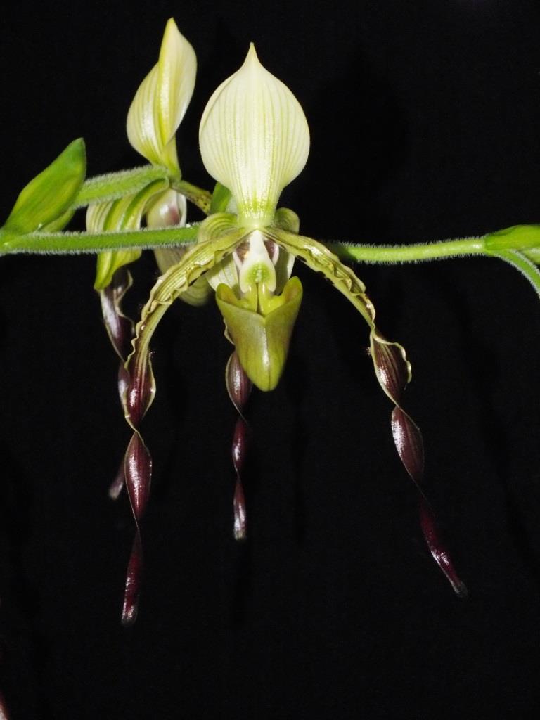 Paphiopedilum parishii - AM/AOC