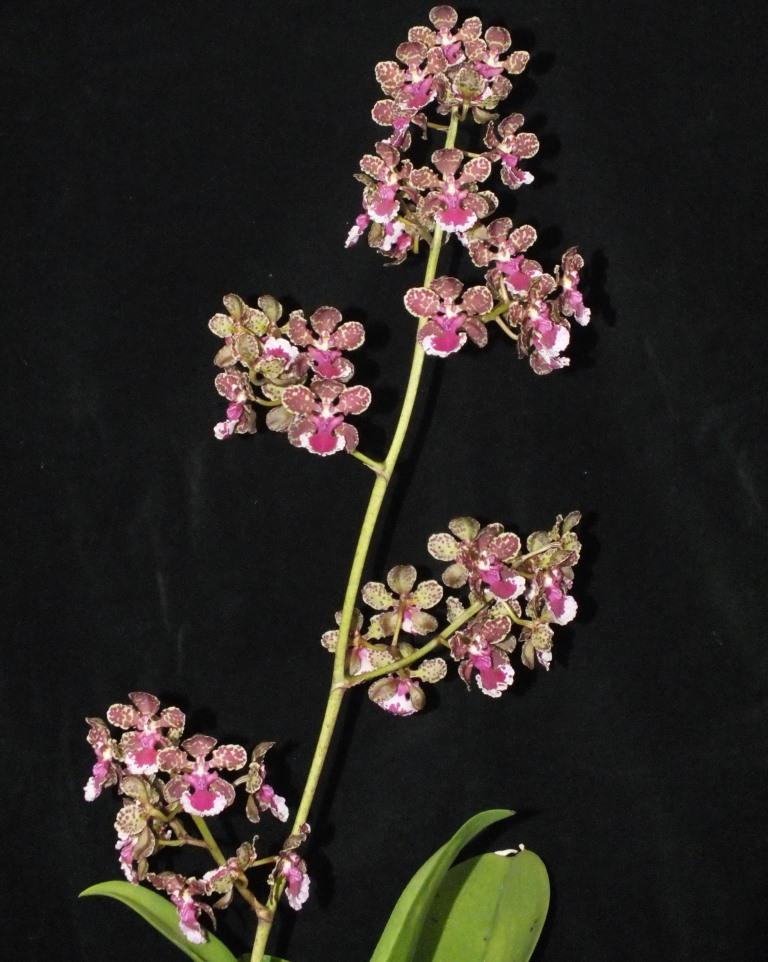 Trichocentrum Maureen - photo 2