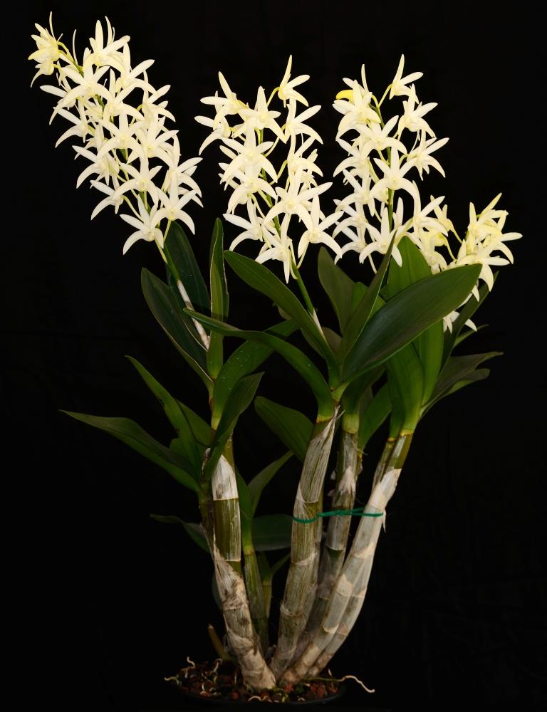 Dendrobium Greta Snow - photo 2
