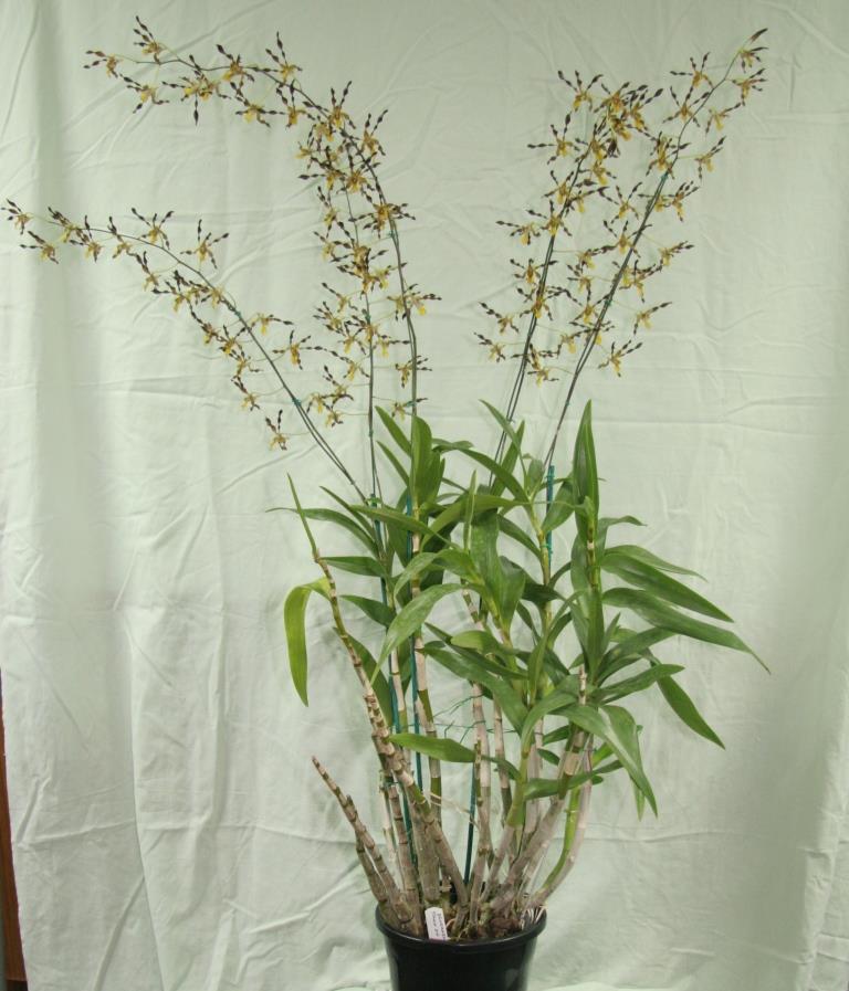 Dendrobium Touch of Gold - photo 2