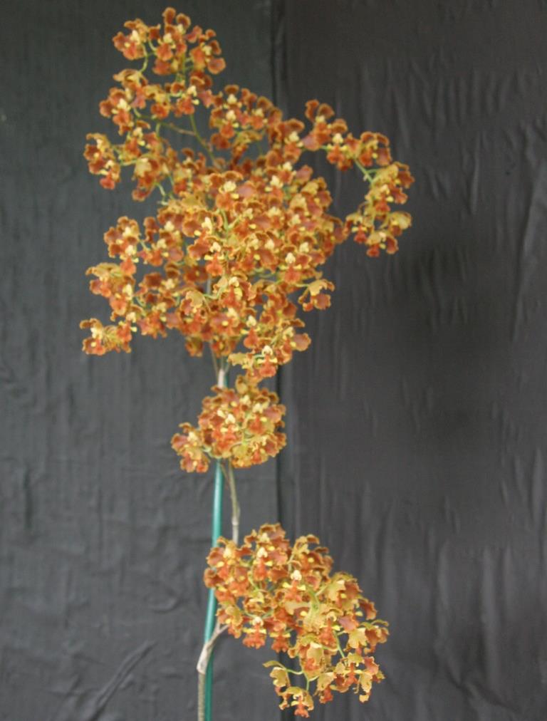 Gomesa widgrenii - photo 2
