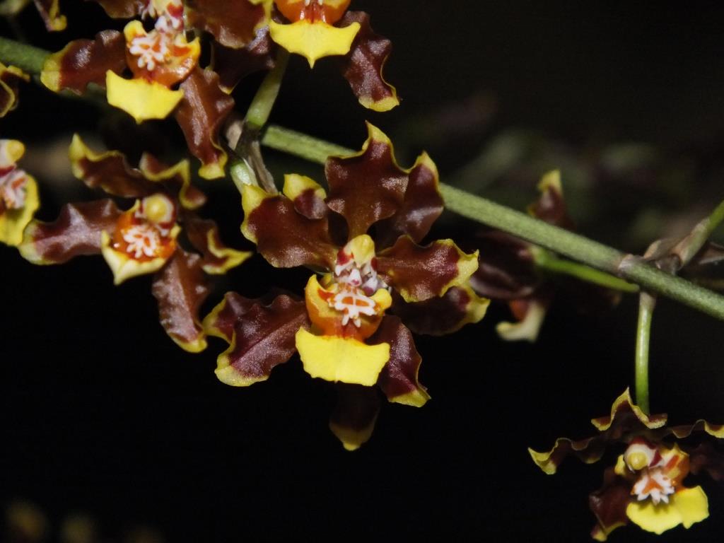 Oncidium planilabre