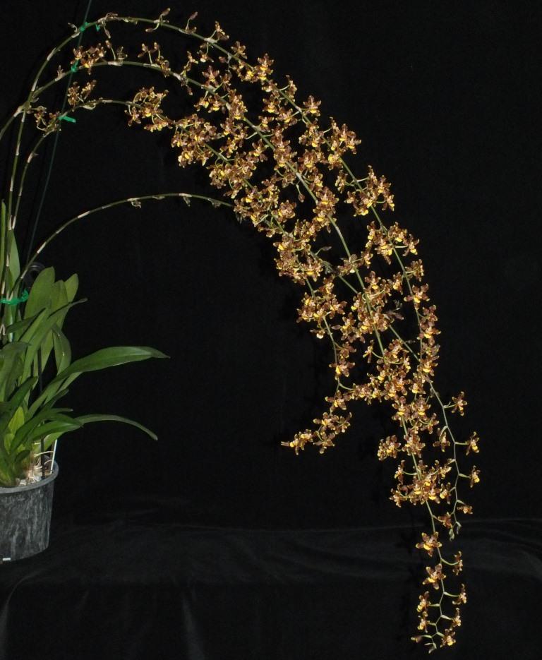 Oncidium planilabre - photo 2