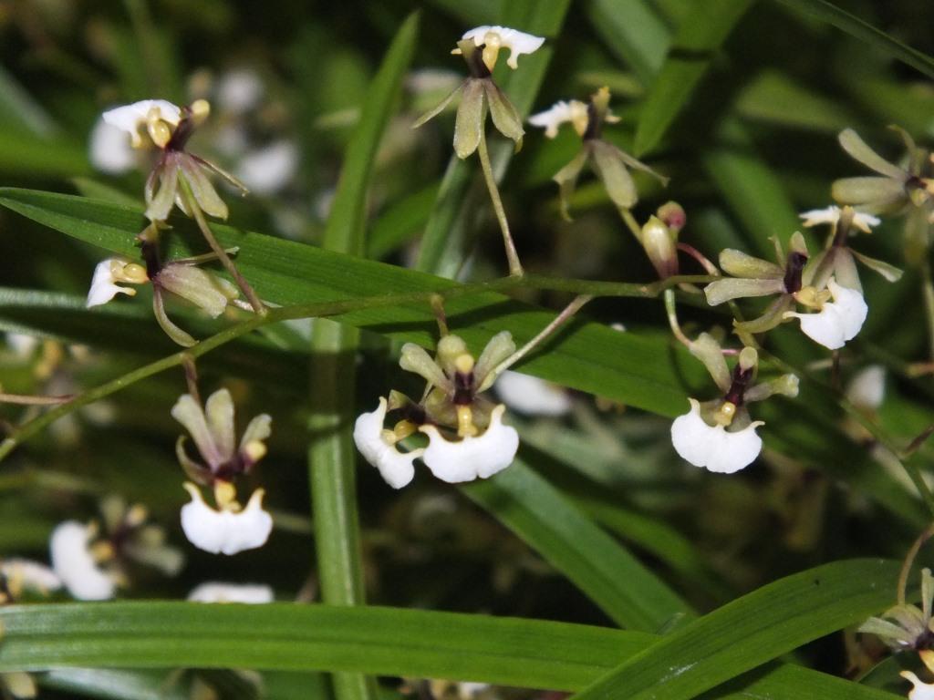 Gomesa radicans