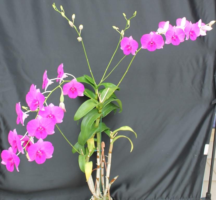 Dendrobium Tanamera Beauty - photo 2