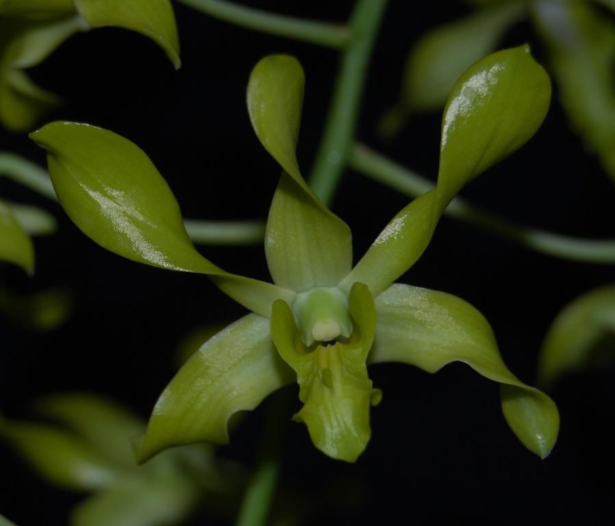 Den Fraser's Canary Twister
